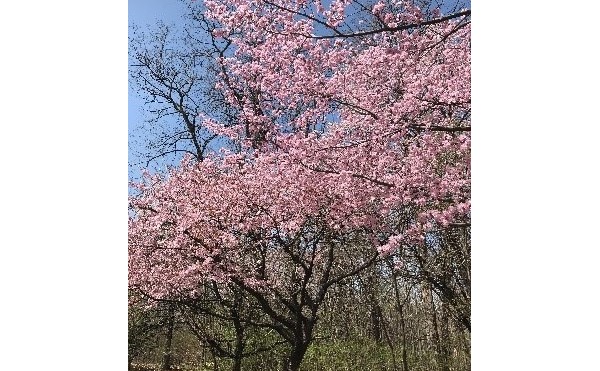 桜を見てきました♪